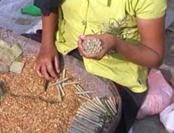 Over 1.7 million children work in beedi-rolling industry: Study